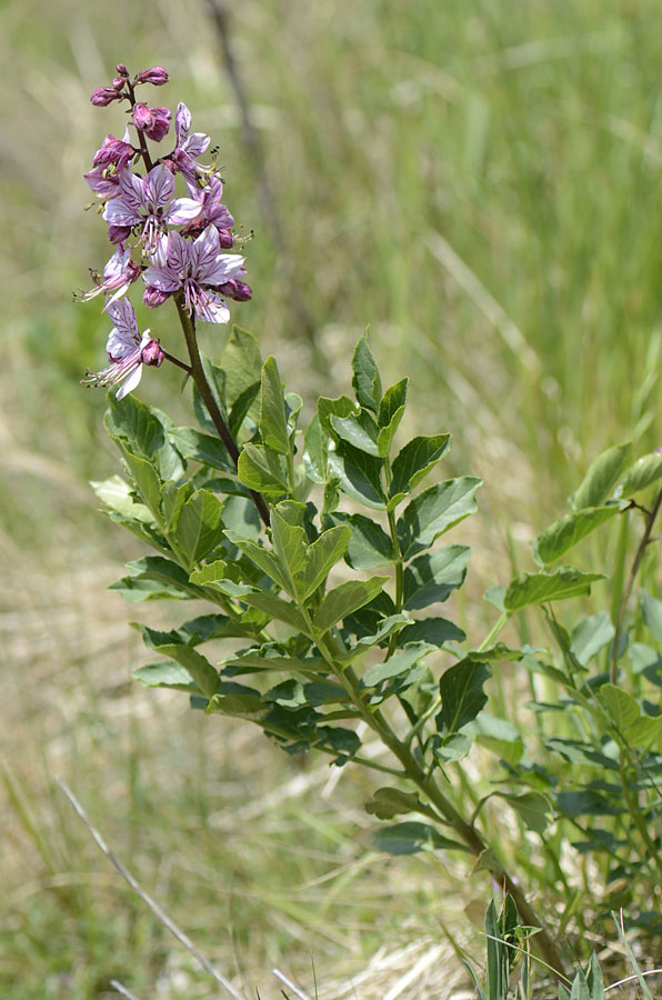 Dictamnus albus / Limonella